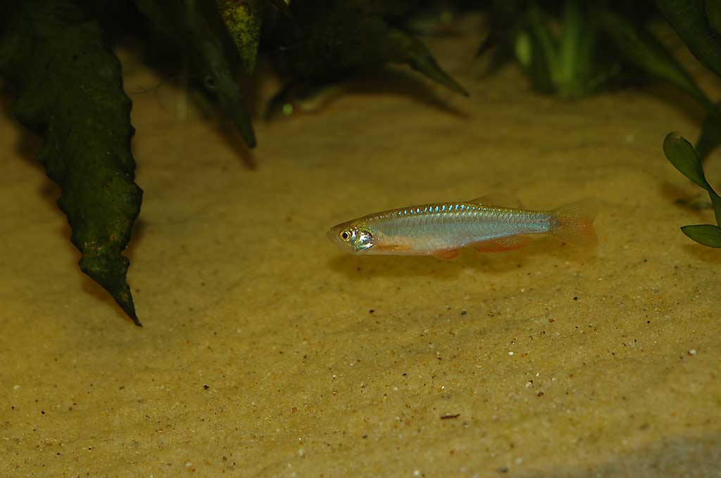 Danio albolineatus (Danio madreperla)